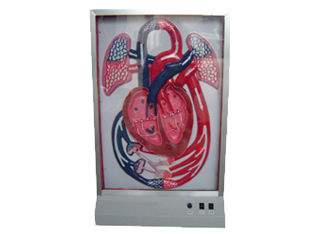 SD-095 33218ĲcѪҺѭhģ